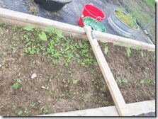 beans-partially-weeded