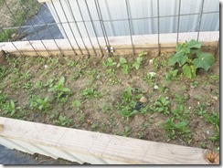 cucumber-zinnia-spinach