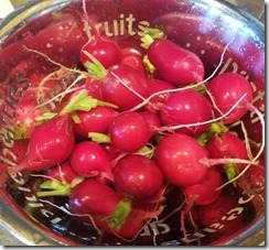 radish-harvest