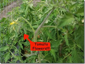 tomato-flowers