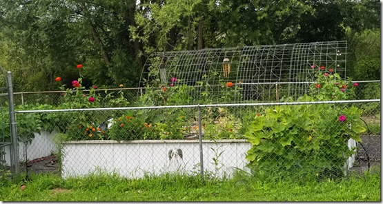 garden-july-2020