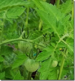 honey-delight-cherry-tomato