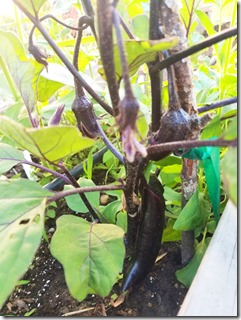 japanese-eggplant