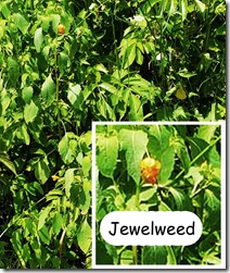 jewelweed