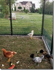 ladies-with-watermelon