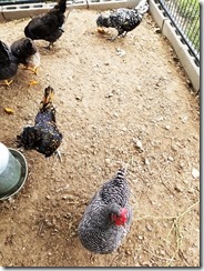 trying-canned-peaches