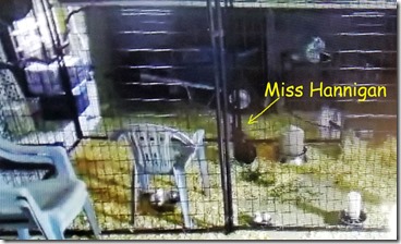 Miss-Hannigans-new-digs