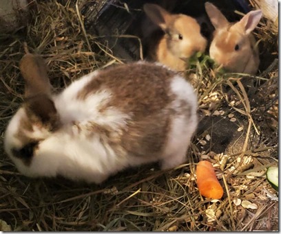 3wk-bunnies
