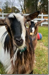km-goats